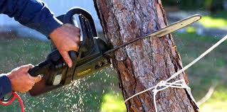 Best Emergency Tree Removal  in Somerset, WI