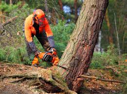 How Our Tree Care Process Works  in  Somerset, WI
