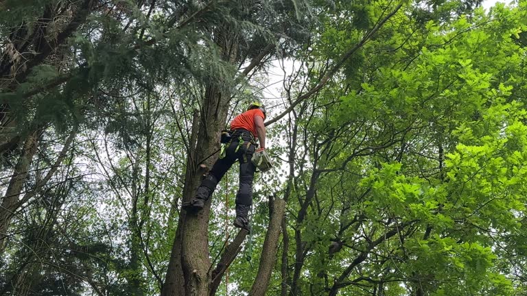 Best Arborist Consultation Services  in Somerset, WI