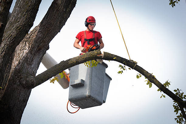 Best Tree and Shrub Care  in Somerset, WI